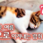 [<b>람</b>쥐] 7화 - 무더운 여름 잠으로 이겨내는 길고양이 <b>람</b>쥐_시즌2