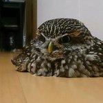 [모모유머] <b>올빼미</b>를 녹이는 방법