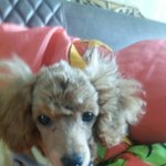 [사랑해공주] 우리집 막둥이 공주마마2