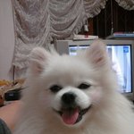 강아지를찾습니다