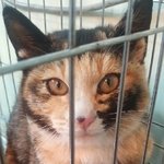 [캣케어] "유기동물 보호소가 꼭 답은 아닙니다."