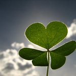 [레이] 세잎<b>클로버</b> 꽃말이