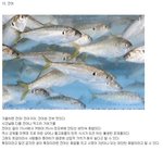 [모모유머] 바닷속 ㅈ밥 생물들<b>Top</b>10.jpg