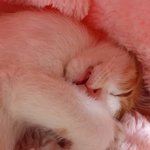 나의 동거인 '<b>도칠</b>이'