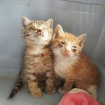 [함안길천사] 어린녀석들이 눈에 고름으로 눈을 못뜨고있습니다.