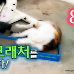 [람쥐] 8화 - 스크래처를 사주다!_시즌2