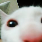 [EXO] 우리고양이 <b>셀카</b>찍었는데 ㄹㅇㅋㅋㅋㄱㅋㄱㅋㅋㅋㅋㅋㅋㅋㅋ
