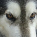 [EXO] 우리<b>집</b> 강아지 <b>이름</b> 코난인데