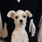 [EXO] 울<b>집</b> 강아지 <b>이름</b> 뽀뽀임
