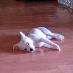 [EXO] 우리<b>집</b> 강아지<b>이름</b>은 똘이임