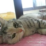 (감사합니다)<b>박스</b> 안 고양이 망고를 찾았습니다!