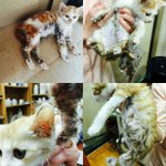 [꼭댓글부탁] 고양이가 싫으면 이래도 되나요?ㅠㅠ