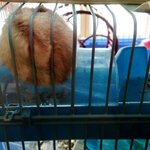 ㅋㄱㅋㄱㄱㅋㅋㄱㄱㅋ우리집<b>햄스터</b>