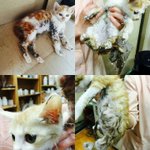 [꼭봐주세요] 고양이가 싫다고 이래도 되나요?ㅠㅠ