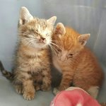 [함안길<b>천사</b>] 고름으로 눈을 못떳던 두새끼냥이.