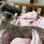 [함안길천사] 애기때 입양갔다 파양되어 돌아온 사랑이.