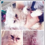 [캣케어] [루시] 이야기(당신도 새삶의 희망이 되고 기회가 될...