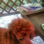 [사랑해공주] 우리집 막둥이 공주마마3