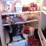 범죄현장 들킨 <b>말썽</b>쟁이 동물