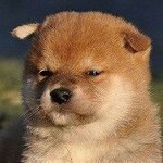 [ㅇㄱㄹㅇ] 빅뱅 엑소 신곡 인지도 차이.<b>jpg</b>