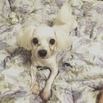 [이별] 우리 <b>달님</b>이가 무지개 다리를 건넜습니다..