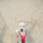 [유기견] 목사님에게 버림받은 어린양, 초들이...