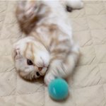 [수리노을] 공공공~ 공이왔어요(feat.<b>라온</b> 이즈)