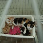 [캣케어] 20150610 청주유기동물보호소 고양이들[함께해요]