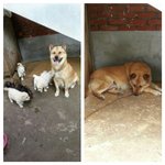 [경북<b>고령</b>] 개장수에 팔릴 운명에 처해있던 아이들 두번째.