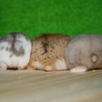 <b>햄찌</b> 뒤태