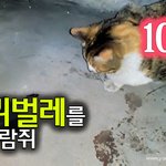 [<b>람</b>쥐] 10화 - 바퀴벌레를 쫓는 길고양이 <b>람</b>쥐_시즌2