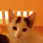 길에서 구조된 아깽이들ㅠㅠ 꼭 살아서 가족품에 안기길..