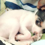 [꼭댓글부탁] 새끼 잃은 아이도와주세요