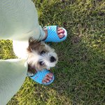 [만득써니] 오랜만에돌아온 다리골삽살개 만득써니메리