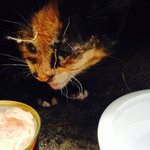 [캣케어] [레오(미래)] 이야기 "당신이 줄 수 있는 선물"