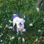 나는 김 개똥이다!