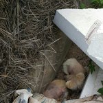 [함안길천사] 시골 도로변 짚 <b>더미</b>뒤에 버려진 3개월령 자매 강아지