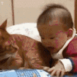 무심한 듯 시크한 고양이<b>보모</b>