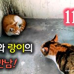 [<b>람</b>쥐] 11화 - 길고양이 랑이와 첫 만남!_시즌2