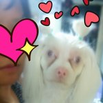 최강 <b>노안</b> 울집막둥이 소개합니다n