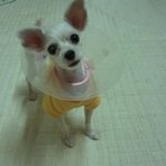 (사진有) 우리 이쁜 강아지 <b>하늘</b>이를 소개합니다.