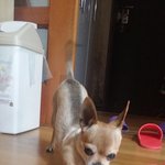 (서울)  치와와좀 찾아주세요 사례금100만원