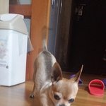 [댓글부탁해] 우리 강아지를 찾아주세요 사례금 100만원