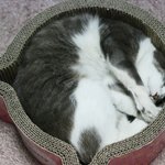 멍멍이같은 레이와 백호같은 <b>아키</b> 세번째