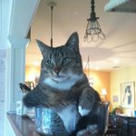 <b>액체</b>가 아닐까 싶은 고양이들