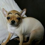 우리강아지 <b>빠</b>박이됐어요.. 새 강아지가 생긴 기분이에요~..^^...