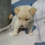 [드루와] 나 부모님 집에서 <b>개</b> 키우는데