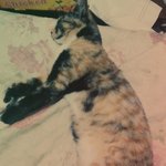 4개월 삼색카오스남매 동우와 지은이를 소개합니다!