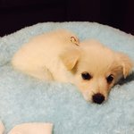 <b>진돗개</b>엄마+스피츠아빠 