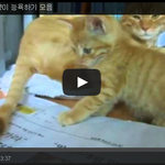 [일간개그] 고양이 꼬리로 고양이 <b>능욕</b>하기 모음